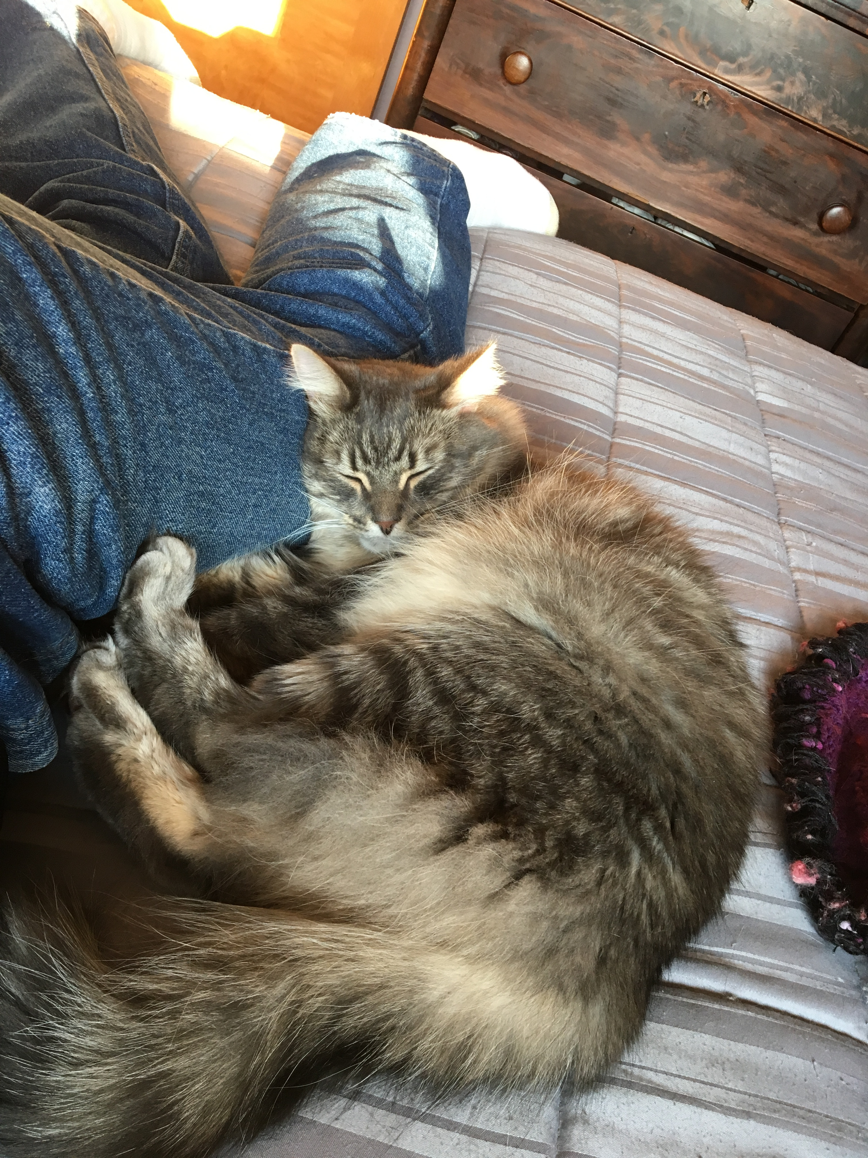 Napping-20180225.JPG
