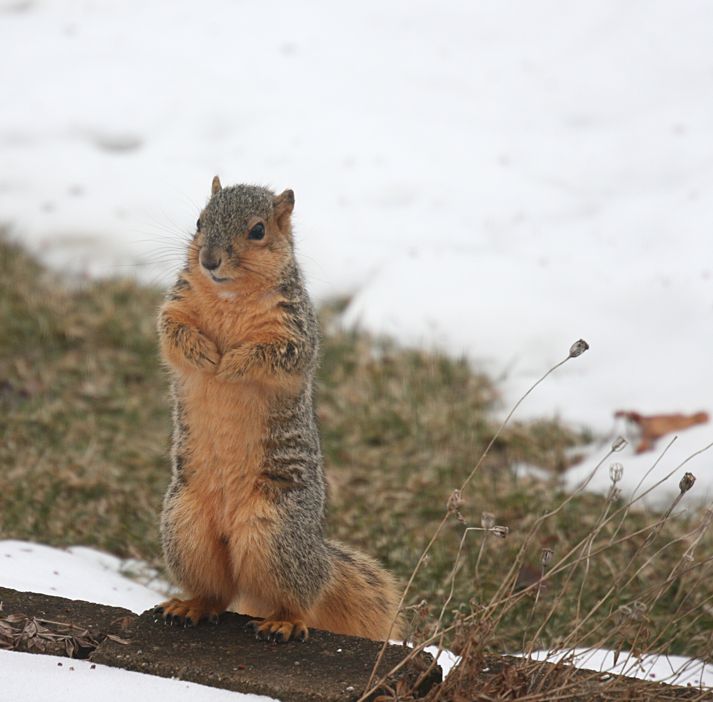 IMG_5311-crop+shrp.JPG