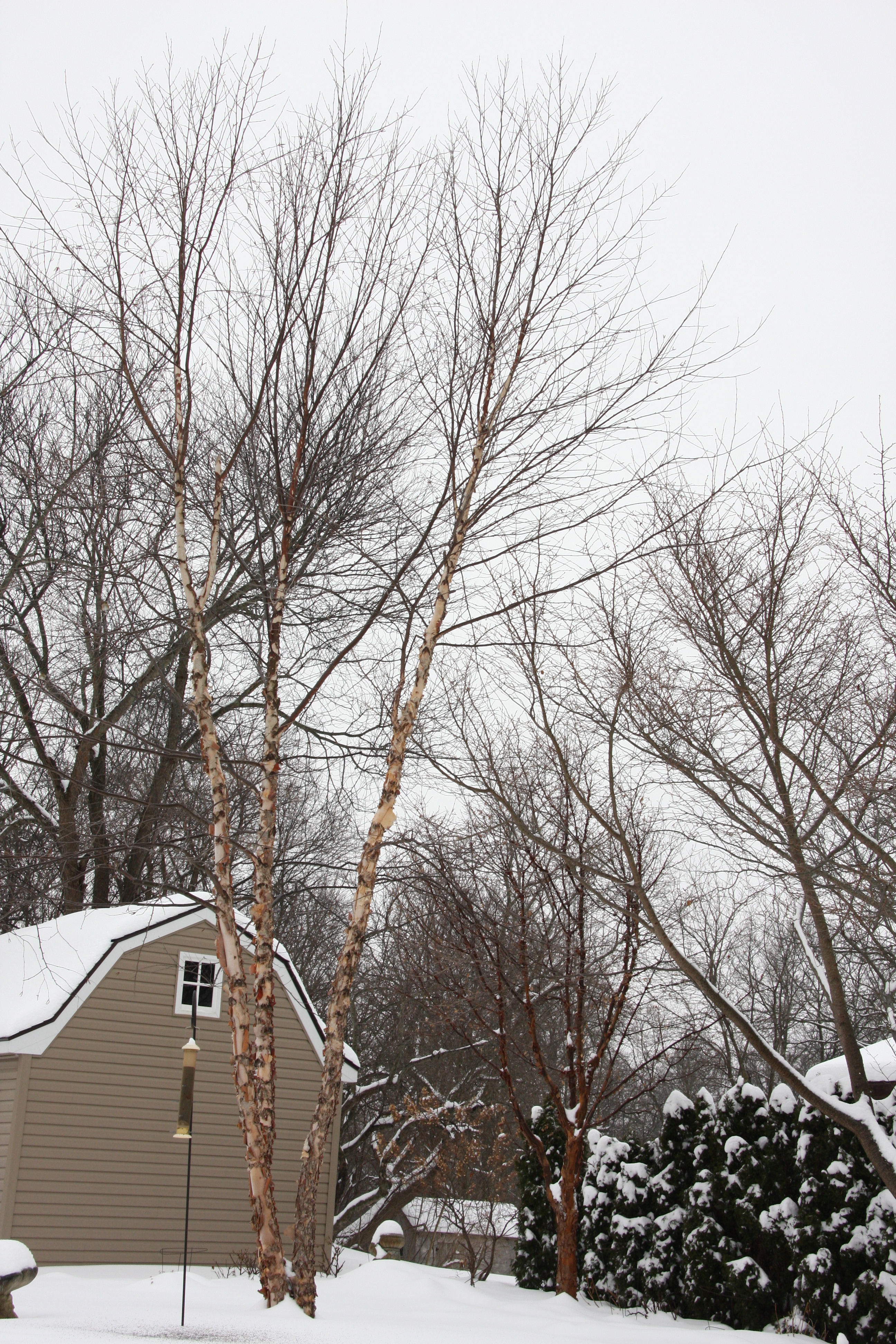 River_Clump_Birch-20180211-02.JPG