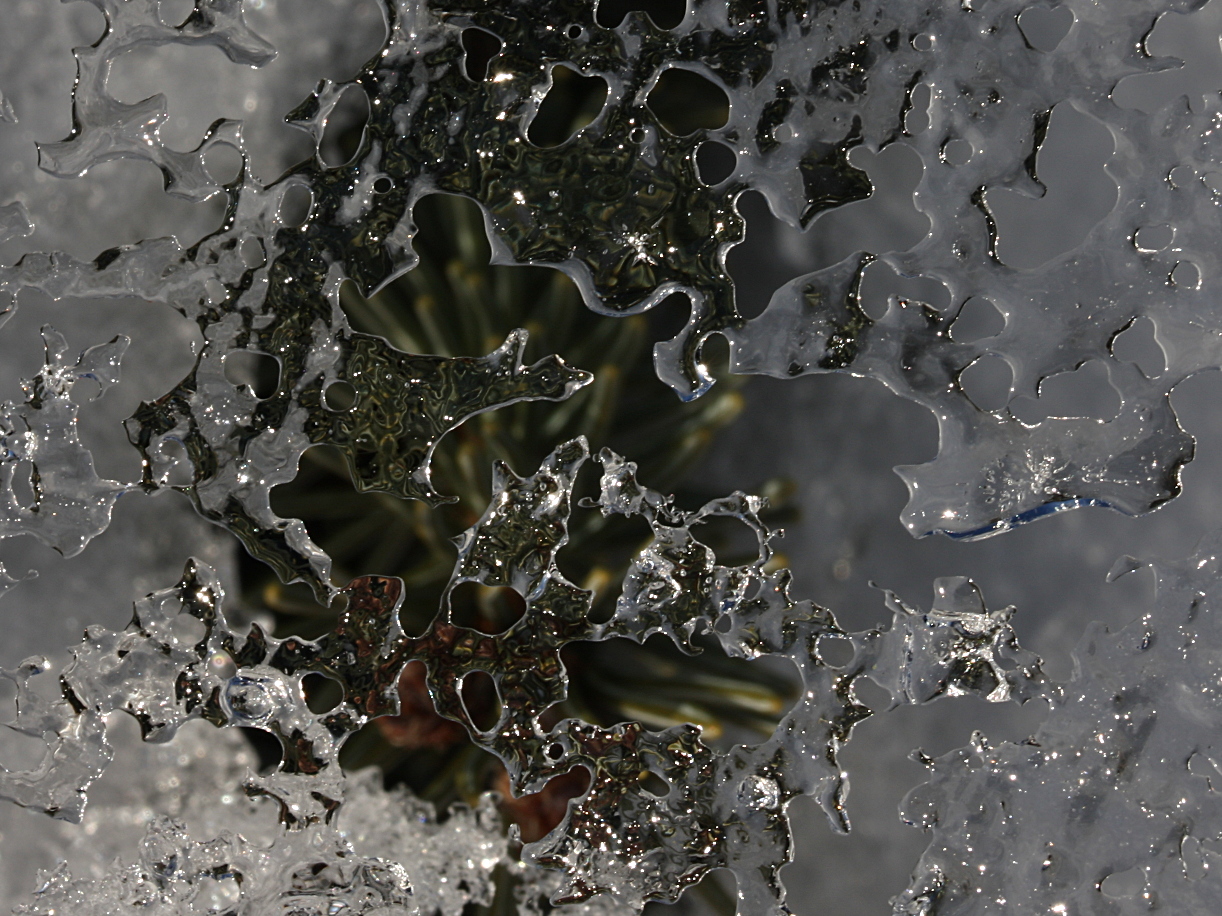 IMG_5109-crop+50pct+shrp.JPG