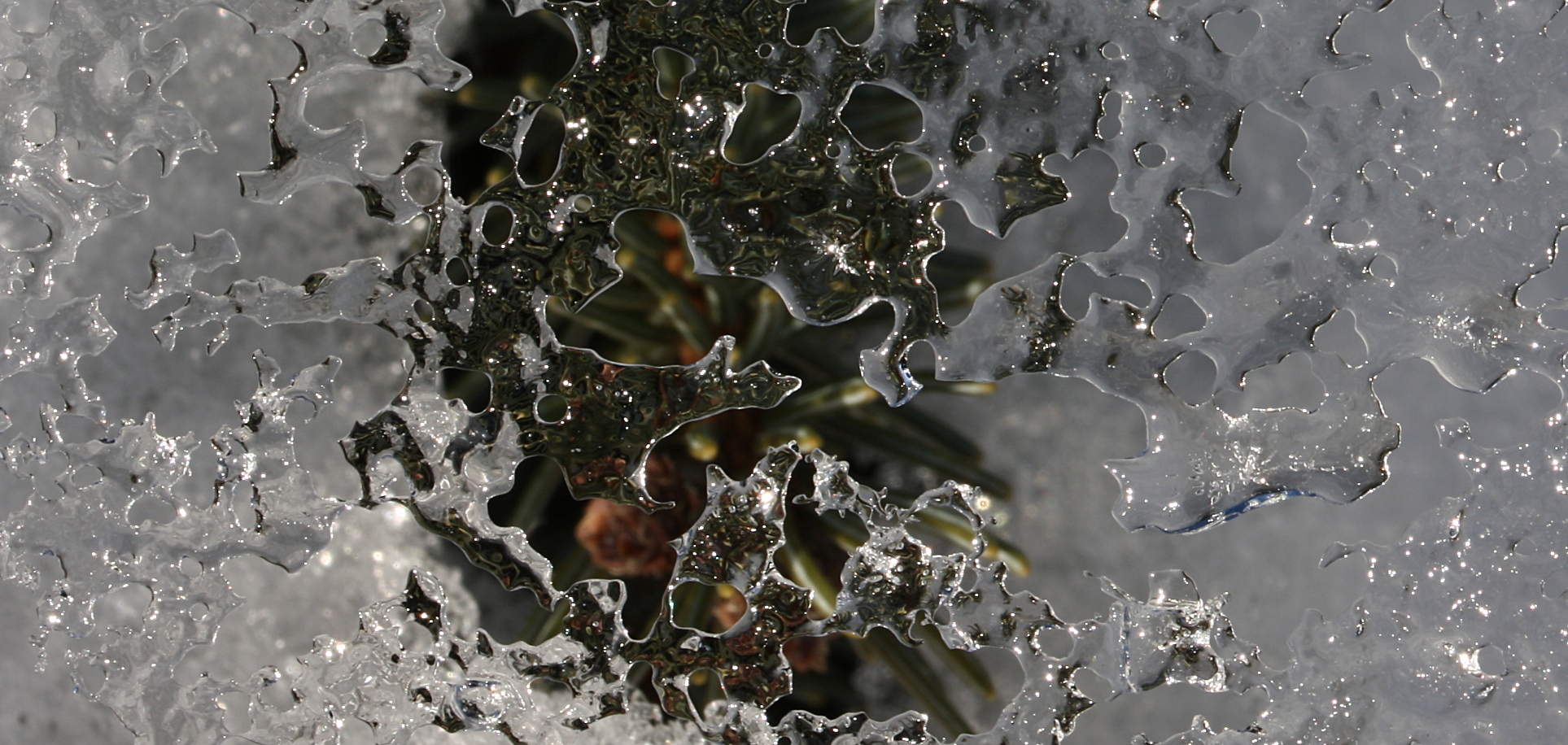 IMG_5112-crop+77pct+shrp.JPG